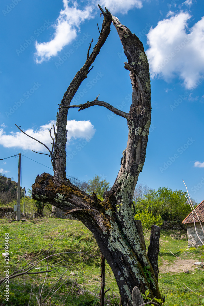 Single old and dead tree isolated 