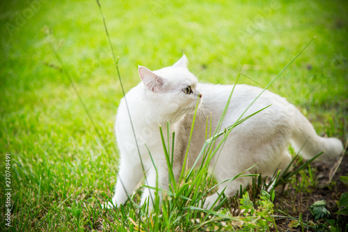 Scottish chinchilla domestic cat straight-legged walks outdoors photo