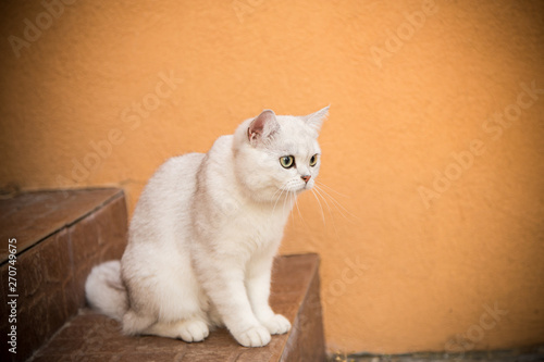 domestic cat breed Scottish chinchilla straight walking outdoors