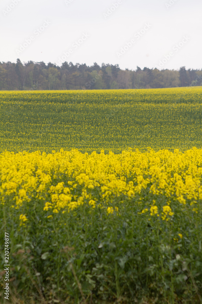 Bienen in Brandenburg Deutschland