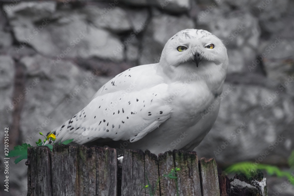 Fototapeta premium white owl A polar owl in the summer sits on a stump, a stone background, green foliage.