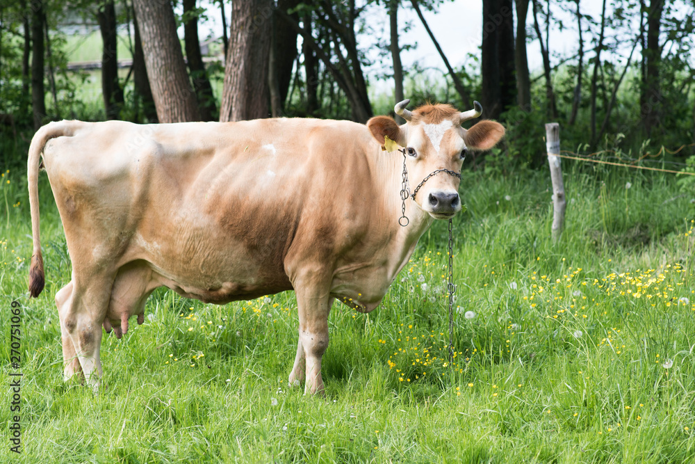 jersey cow eating grass on a meadow during spring jersey cow eating grass on a meadow during spring