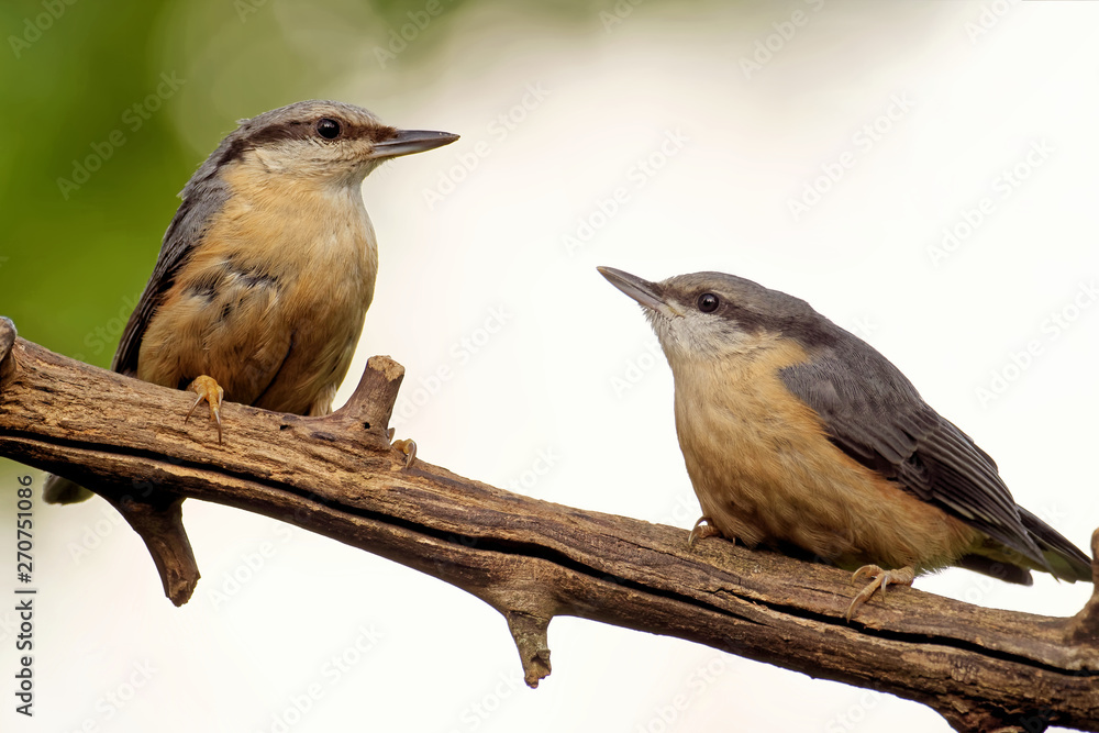 Fototapeta premium Kleiber