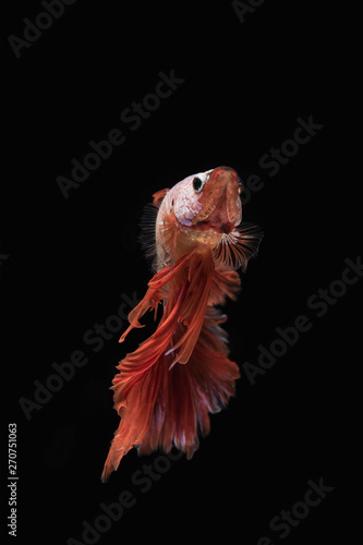 Rhythmic of the  beautiful moving moment of betta Siamese fighting fish on black background.