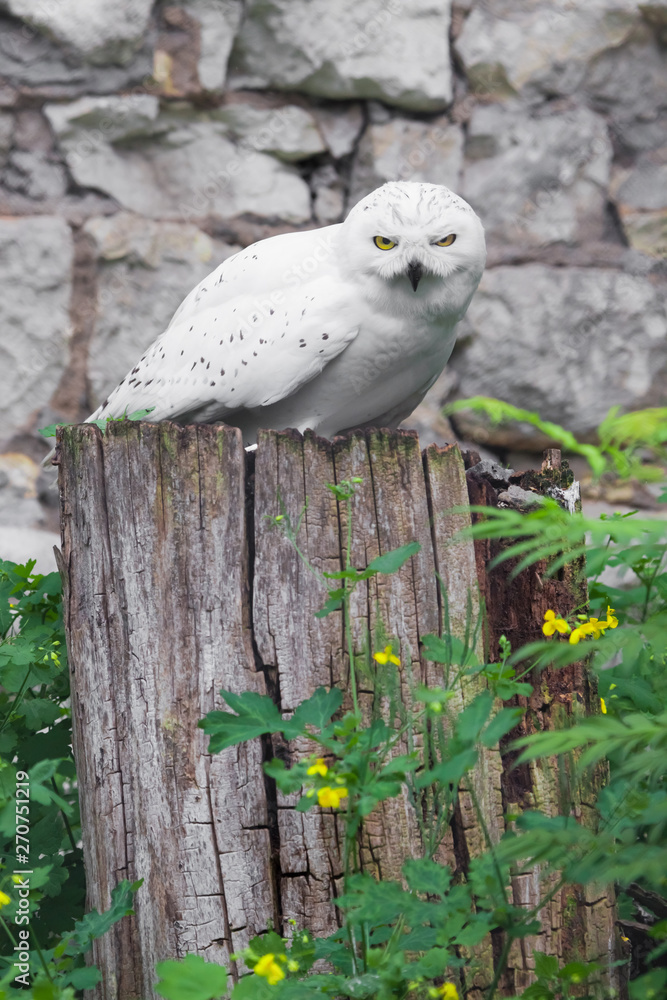 white owl A polar owl in the summer sits on a stump, a stone background, green foliage. white owl A polar owl in the summer sits on a stump, a stone background, green foliage.