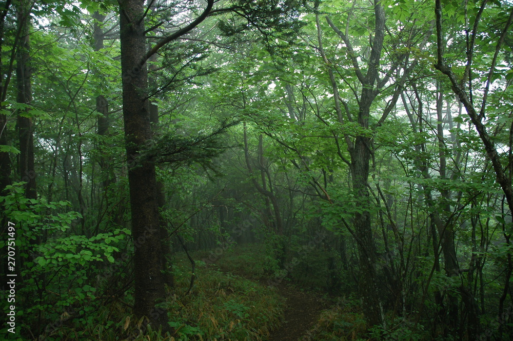 Fototapeta premium 登山道