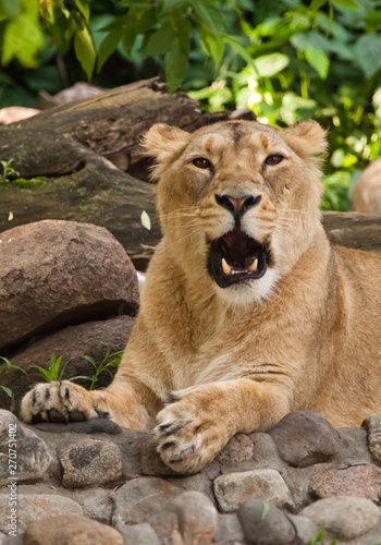 the lioness opens a predatory black maw in a growl. beautiful lioness close-up, powerful predatory animal.