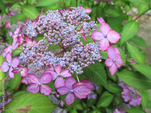 Wallpaper Mural Mountain Hydrangea Torontodigital.ca