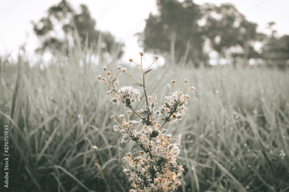 Fototapeta premium Fresh and Relax Green Spring Grass Background Under the Morning Sun Light.