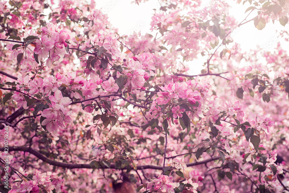 Soft focus Cherry Blossom or Sakura flower on nature background Soft focus Cherry Blossom or Sakura flower on nature background