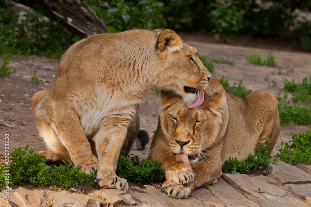 The lionesses wash, one friend licks another - the friendship of women. Two lioness girlfriends are big cats on a background of greenery. The lionesses wash, one friend licks another - the friendship of women. Two lioness girlfriends are big cats on a background of greenery.