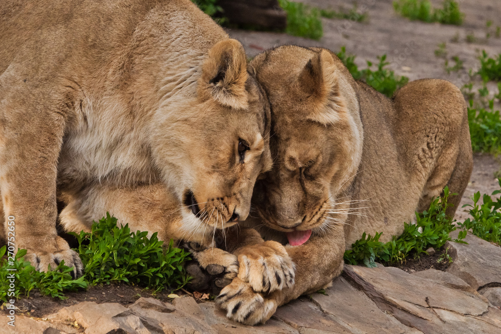The lionesses are endearing, one friend flirts with another, the friendship and love of women Two lioness girlfriends are big cats on a background of greenery. The lionesses are endearing, one friend flirts with another, the friendship and love of women Two lioness girlfriends are big cats on a background of greenery.