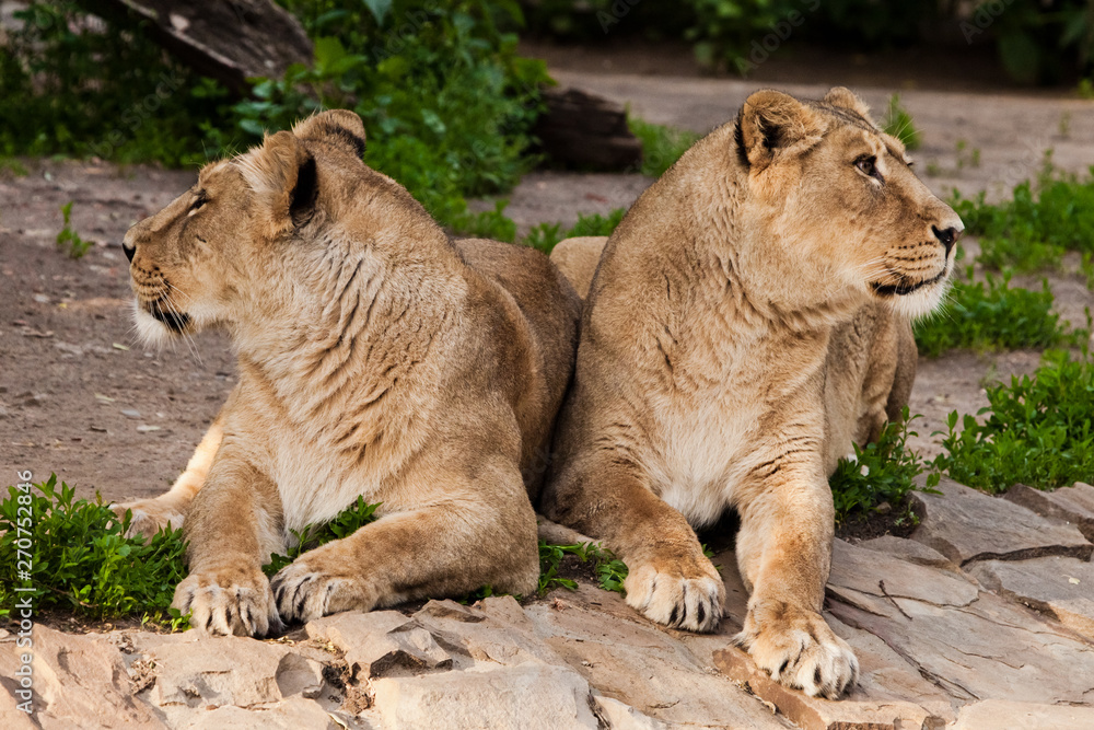 two lionesses are looking in different directions, the quarrel of girls friends. Two lioness girlfriends are big cats on a background of greenery. two lionesses are looking in different directions, the quarrel of girls friends. Two lioness girlfriends are big cats on a background of greenery.