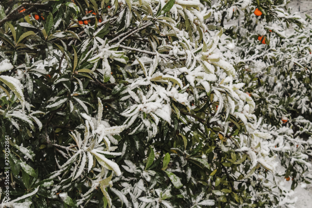 tangerine trees and madarins covered with snow, snowfall in the Mediterranean, medlar foliage in snow tangerine trees and madarins covered with snow, snowfall in the Mediterranean, medlar foliage in snow