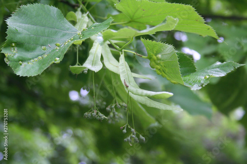 Disease on Linden tree green leaves. Galls caused by the Eriophyes tiliae on a leaf. photo