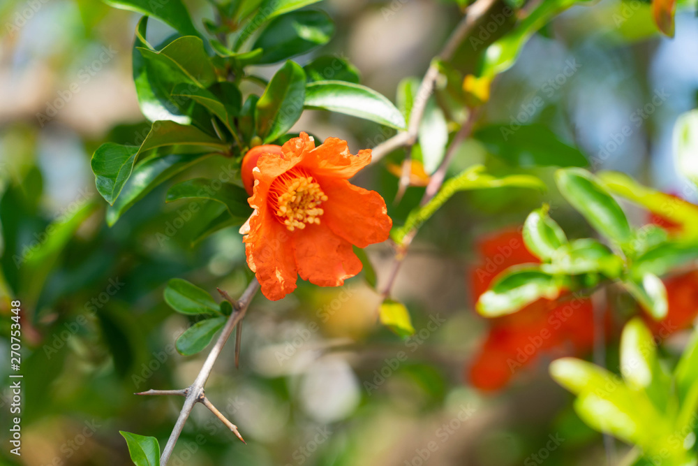 Flower of pomegranate tree - Punica granatum L. - are bloom in Fukuoka city, JAPAN. Flower of pomegranate tree - Punica granatum L. - are bloom in Fukuoka city, JAPAN.