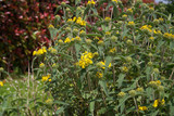 Jerusalem sage in bloom with yellow flowers in the garden. Phlomis fruticosa bush in bloom