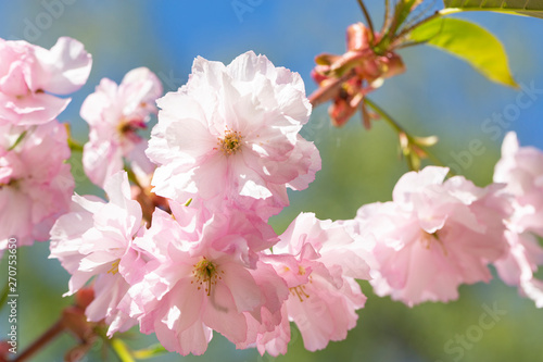 Beautiful pink cherry blossom (Sakura) flower at full bloom. Beautiful nature scene with blooming tree. Sunny day. Spring flowers. Beautiful Orchard. 