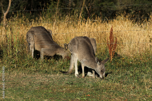 Känguru beim Fressen in Australien