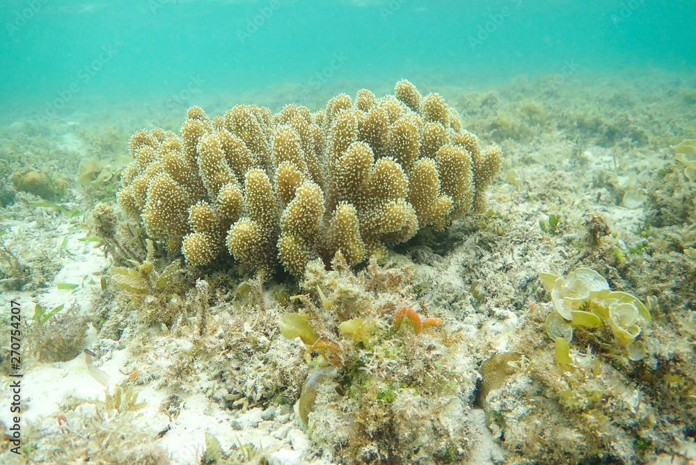 Beautiful coral reefs, diving, underwater photography Beautiful coral reefs, diving, underwater photography