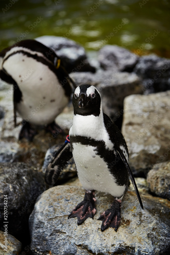 Naklejka premium Penguins on the rock at zoo