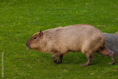 Thick capybaras go on a green meadow, grass. giant south american rodent