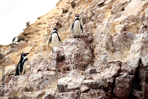 Humboldt penguins (Spheniscus humboldti) standing on the rock at the Ballestas Islands in Paracas national park, Peru photo