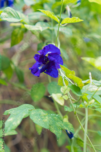 The flower is a Thai herbal flower, Clitoria ternatea L. or Butterfly pea, Blue pea,  Asian pigeonwings photo