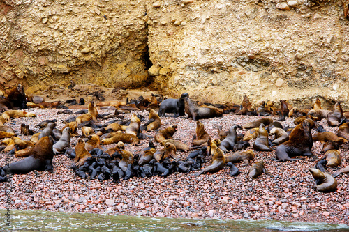 South American sea lions (Otaria flavescens) colony on the beach at the Ballestas Islands in Paracas national park, Peru © zenobillis