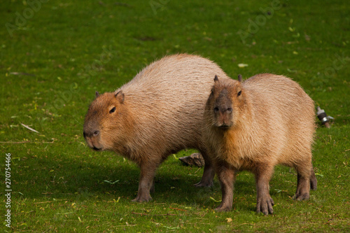 two Thick capybaras walk along a green emerald grassy meadow.  giant south american rodent