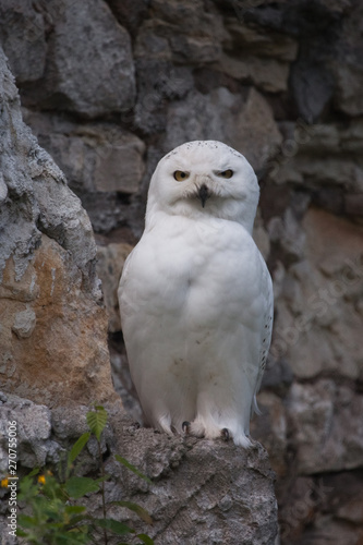 mysterious polar owl on the background of a stone background, a large white bird from Harry Potter films.