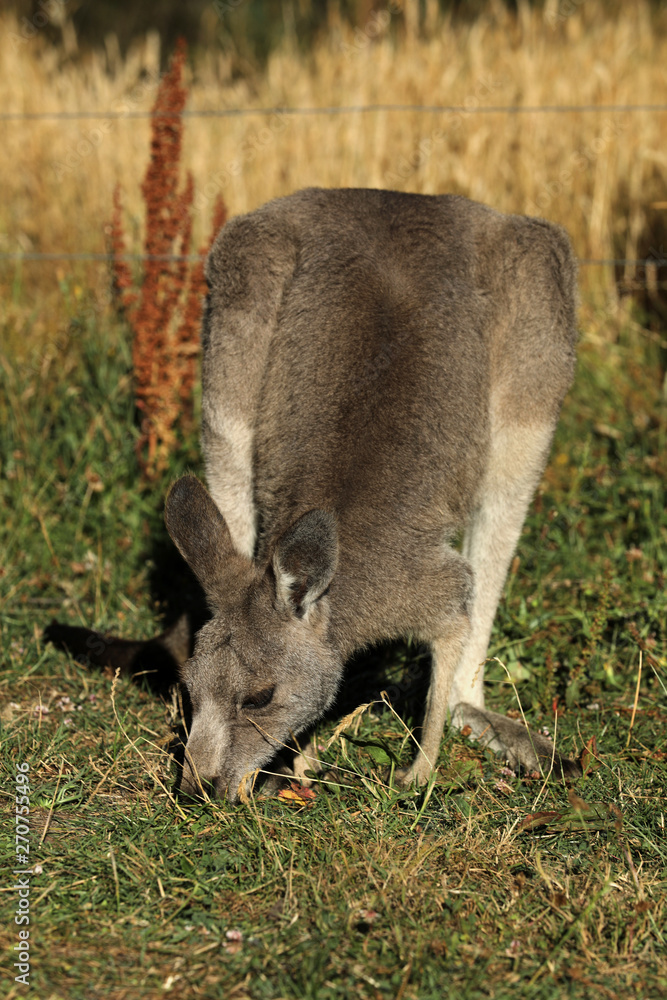 Känguru beim Fressen in Australien Känguru beim Fressen in Australien