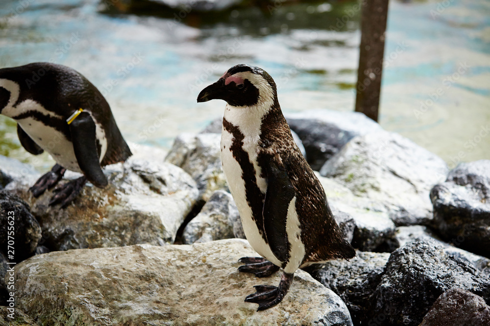 Fototapeta premium Penguins on the rock at zoo