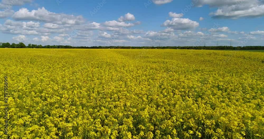 Field of rapeseed (Brassica napus, canola), aerial view Field of rapeseed (Brassica napus, canola), aerial view