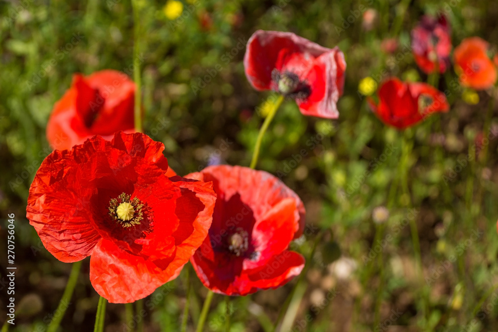 Wild red poppies growing in a fallow field in north east Italy. Wild red poppies growing in a fallow field in north east Italy.