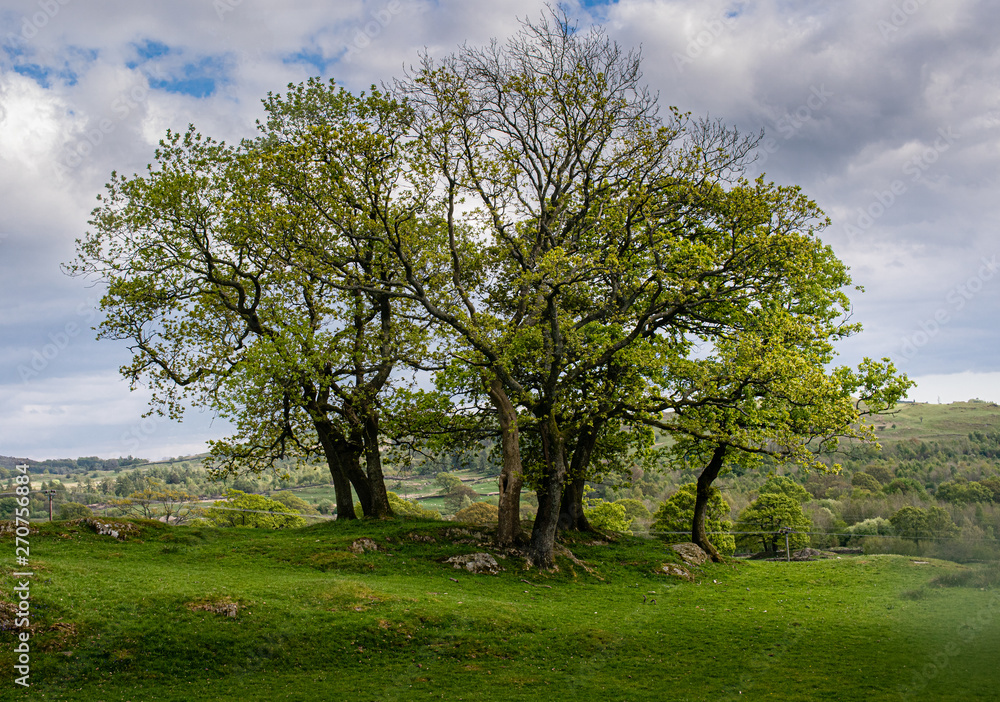 Landscape with trees  and blue sky