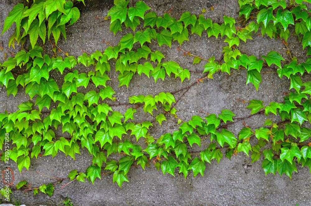 green leaves of the ivy, stretching along the wall green leaves of the ivy, stretching along the wall