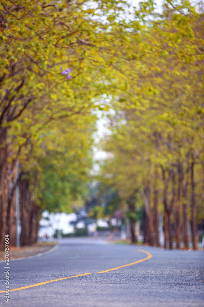 Out focus Blur technic of sharp curve road between tunnel of trees
