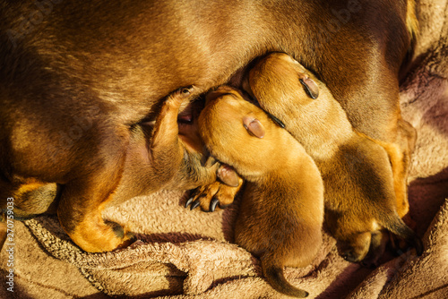 Little dachshund mom feeding puppies newborns © Voyagerix