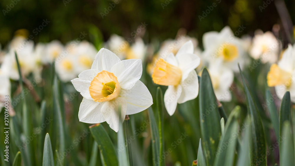daffodils garden daffodils garden