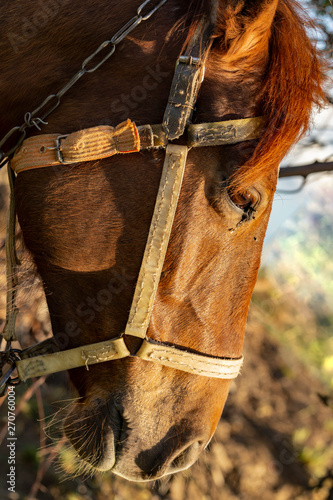 Portrait of a red horse at sunset. The Mare in the pasture. The bridle on the horse's head. 