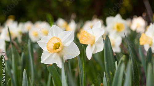 daffodils garden