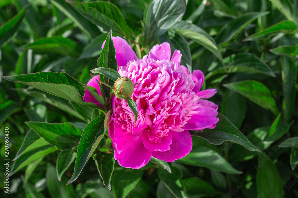 Obraz premium pink peony growing in the garden, water drops, close-up