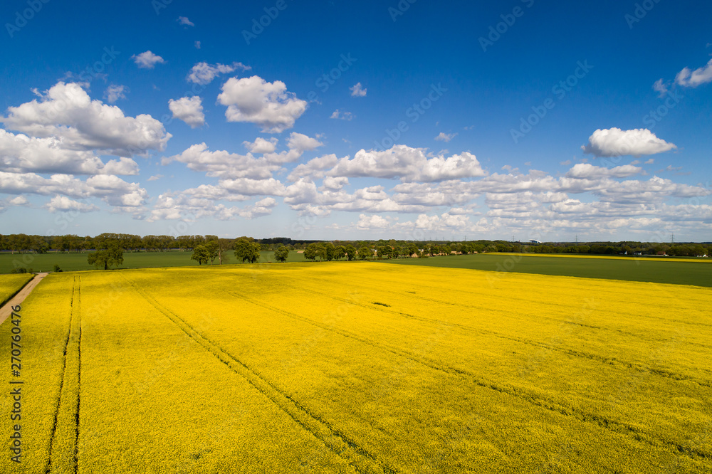 Field of rapeseed (Brassica napus, canola), aerial view