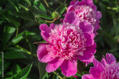 pink peony growing in the garden, water drops, close-up