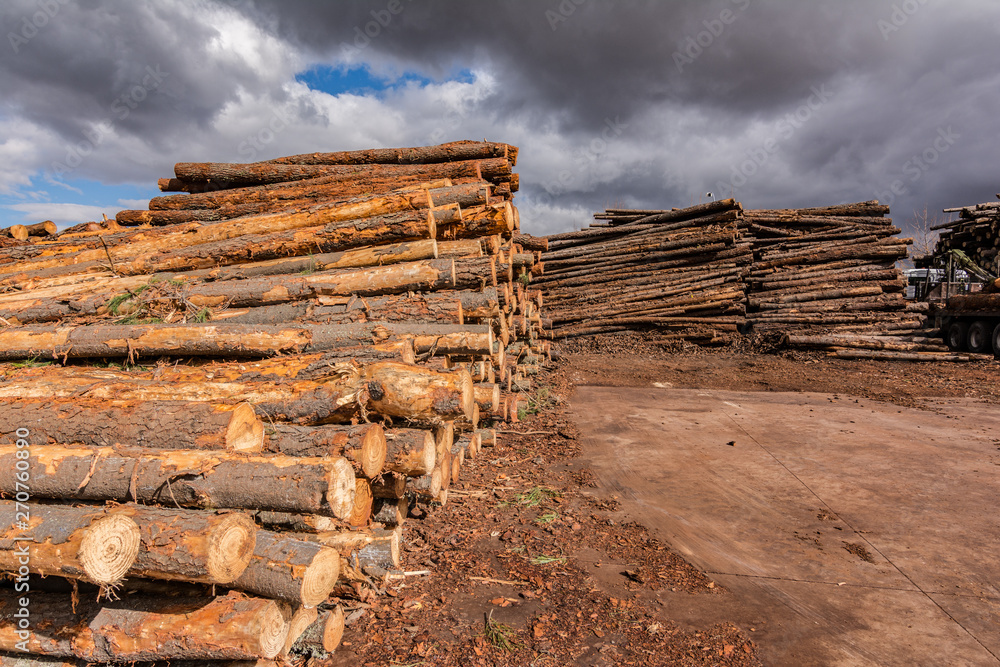 Pile of pine logs in a sawmill for further processing into pellets Pile of pine logs in a sawmill for further processing into pellets
