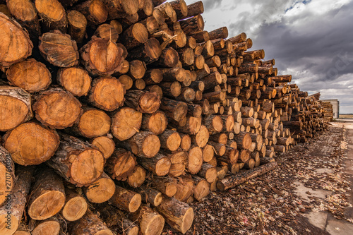 Pile of pine logs in a sawmill for further processing into pellets