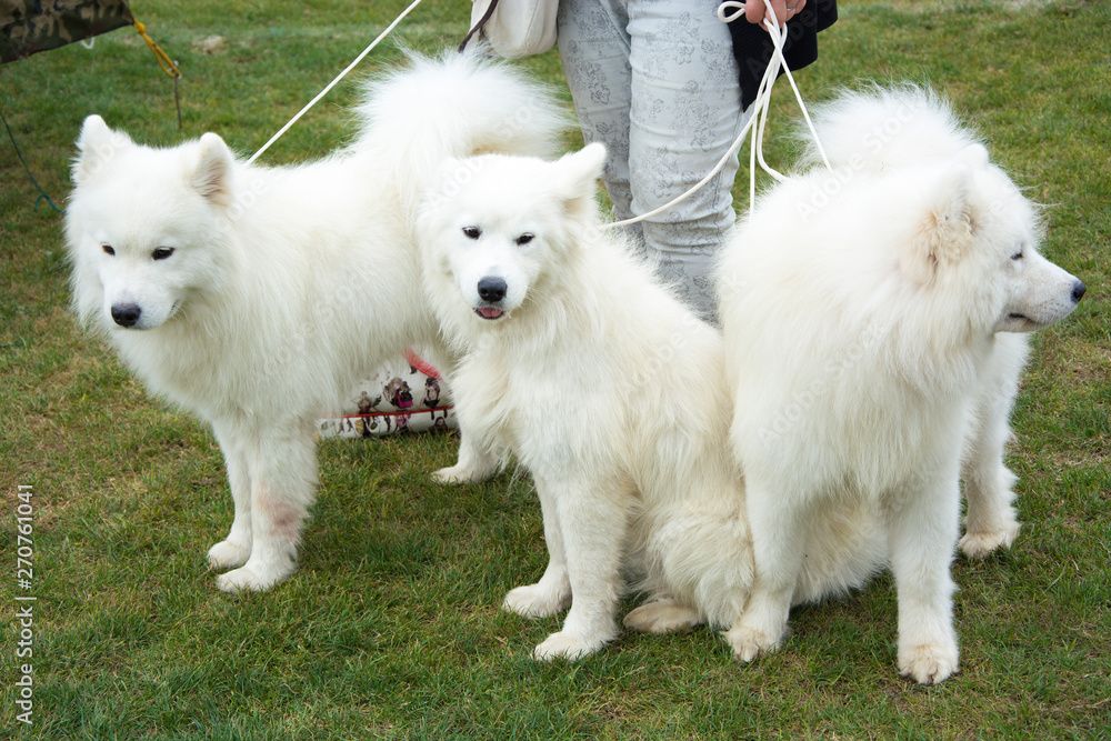 Grupka pięknych białych psów