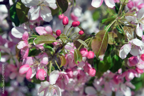 Blooming cherry tree, blue sky background.	