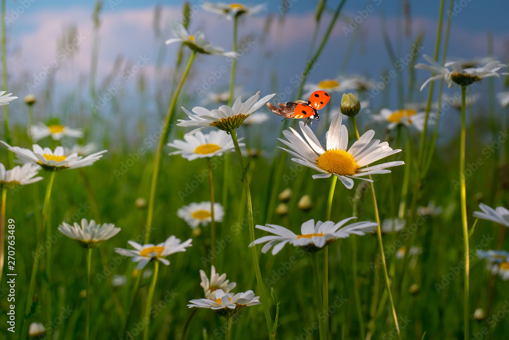 Daisy flower in a field on nature on a sunny day Daisy flower in a field on nature on a sunny day